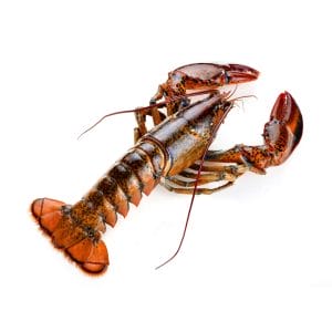 Canadian live lobster