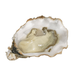 Portuguese Salgado oyster