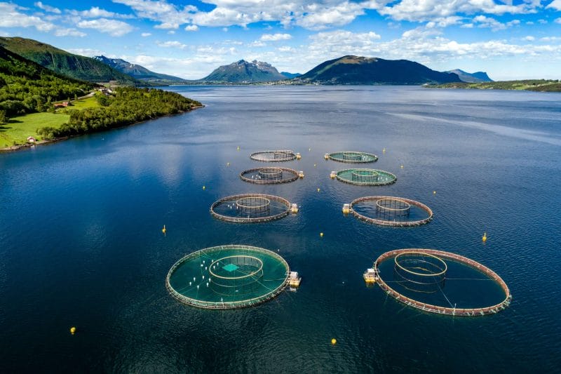 Farmed Norwegian salmon