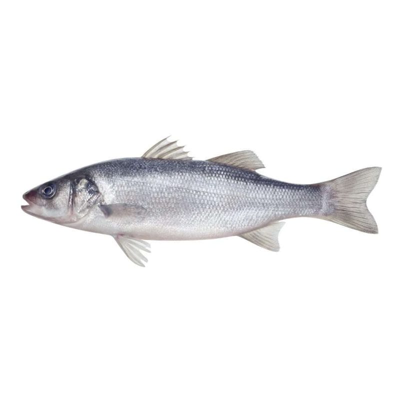farmed sea bass